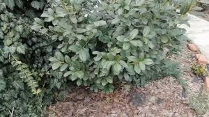 Почему я выращиваю лавровишню