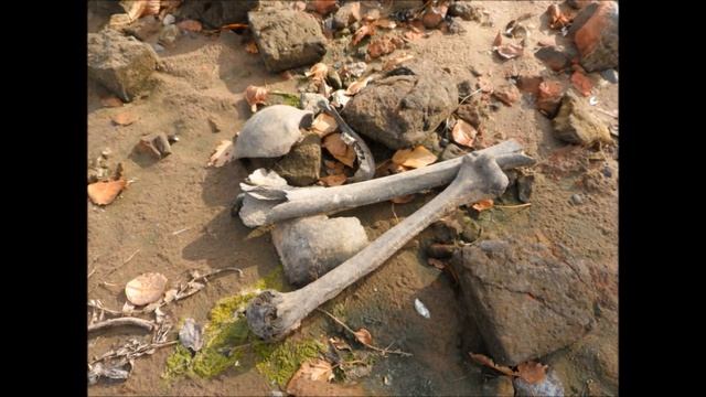 Рыбинское водохранилище 2015//Острова и...кости!!! Лодка ПВХ и мотор Гладиатор 9.9// смотреть онлайн