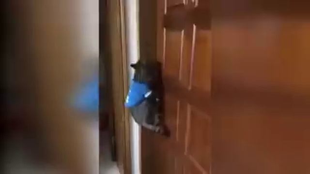 Говорящий кот открой дверь