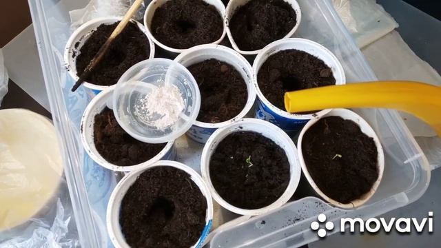 Всходы баклажан и перцев из самокрутки Собираю ноябрьские огурцы смотреть онлайн