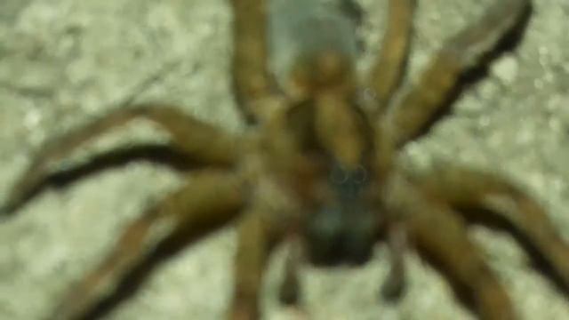 Паук волк смотреть онлайн