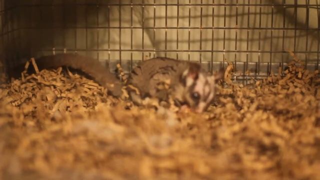 Sugar Glider - Animals funny best suited for adoption смотреть онлайн