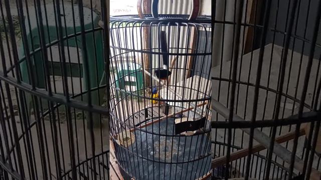 NAMA BURUNG KOPTER BURUNG KIOS PKD SUPOMO смотреть онлайн