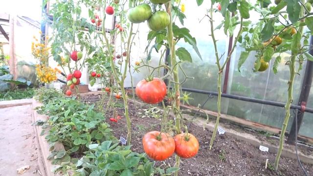 Томат Гном Тай Дай Фреда (Dwarf Fred's Tie Dye) смотреть онлайн