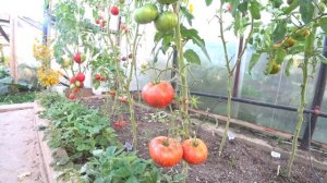 Томат Гном Тай Дай Фреда (Dwarf Fred's Tie Dye)