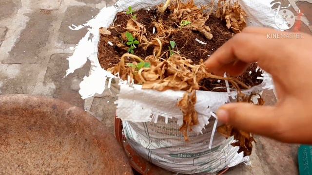 Harvesting Organic Potatoes 🥔🥔from my kitchen garden☺️..|| Indian Terrace Garden || My Happy Garden смотреть онлайн