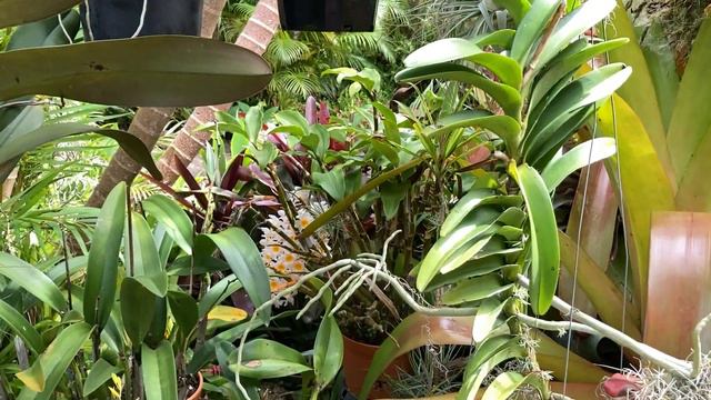 Удивительный Дендробиум, Посадка Зигопеталум. C. Maxima, C. Dinard, Den. Thyrsiflorum. смотреть онлайн