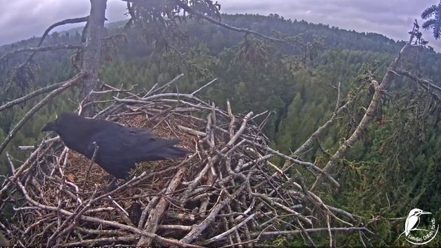 Jūras ērgļi_A Pair Of Ravens In A White-tailed Eagle 's Nest/пара воронов в гнезде орлана-белохвост