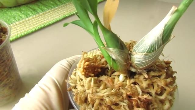 Мои орхидеи ("ясельная" группа")) смотреть онлайн