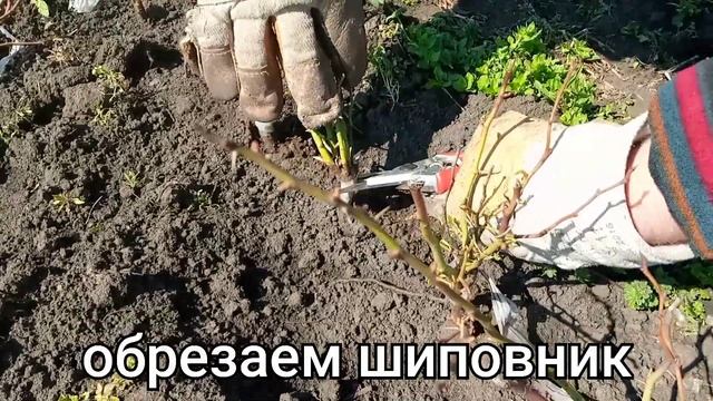 Обрезка окулянтов роз смотреть онлайн