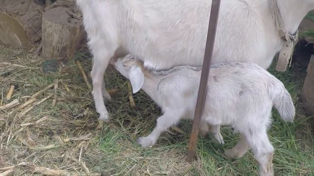 Коза смотреть онлайн