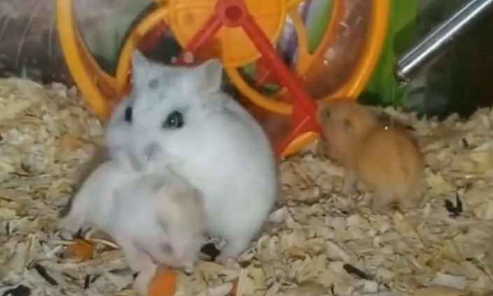 ХОМЯК джунгарик спит в вазе смотреть онлайн