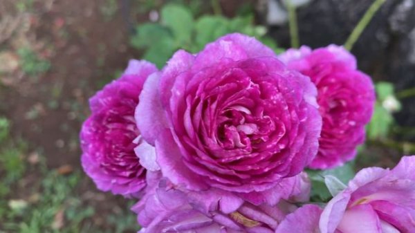 Rose - Lavender Crush