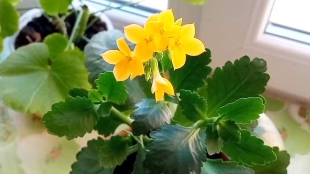 Каланхоэ. Размножение семенами.kalanchoe.花卉