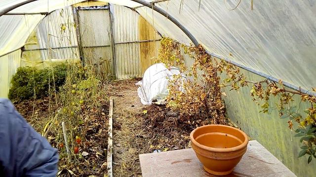 Planter vos bulbes en pot смотреть онлайн