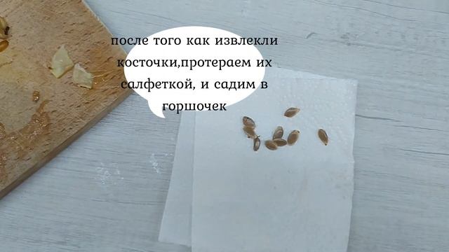 Карамбола,звездный фрукт,от косточки до саженца,на окне.(часть 1) смотреть онлайн