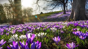 Доктор, пропишите мне весну