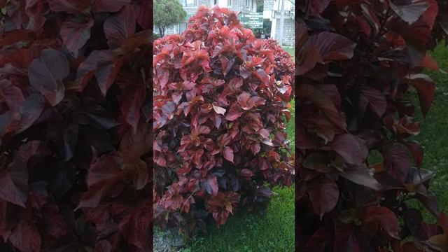 Acalypha wilkesiana (copper leaf plant). Hindi: Kuppi; Use: Ornamental value. смотреть онлайн