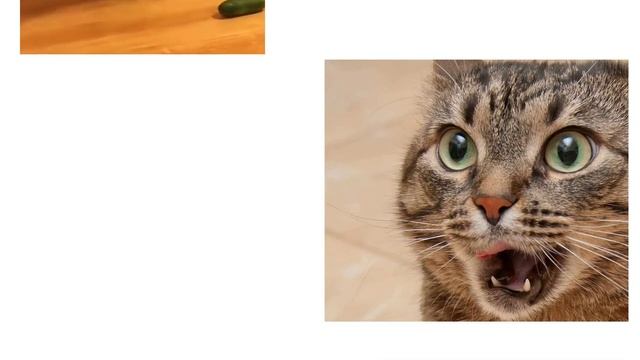 Почему коты и кошки боятся огурцов? Причины, почему пугаются и убегают смотреть онлайн