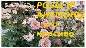 Розы и анемоны