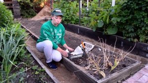 Когда выкапывать тюльпаны? Что делать с луковичными после цветения?