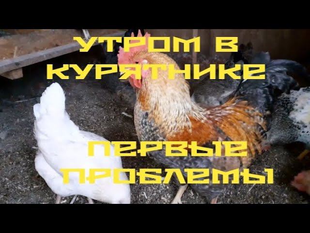 курятник. куры. первые проблемы.... смотреть онлайн