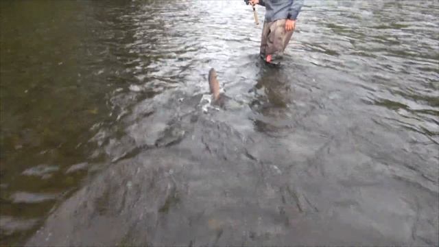 Воблер D-Coax от SMITH. Рыбалка на ленка на Дальнем Востоке. смотреть онлайн