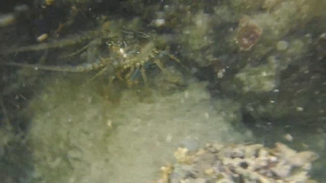 Fujifilm Finepix XP130 Underwater Video. Bahia Honda State Park. 03