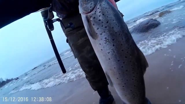 морская кумжа декабря.. смотреть онлайн