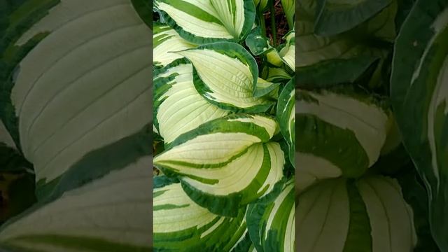 Хоста Альбопикта смотреть онлайн