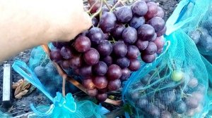 Виноград  Фараон  -  2018 год