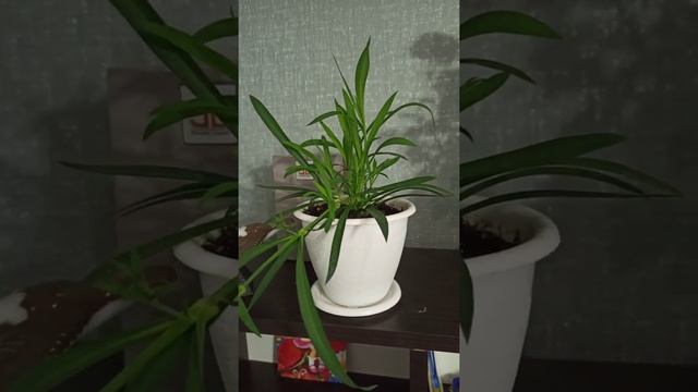 гвоздика ампельная цвета фуксия смотреть онлайн