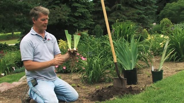 Iris Care and Division - Rose-Hill Gardens Video Series Episode Eight смотреть онлайн