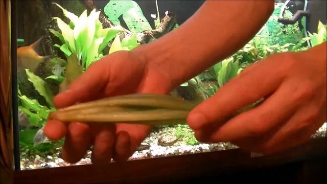 Новое аквариумное растение. Профилактика перед посадкой. Newplants In The Aquarium