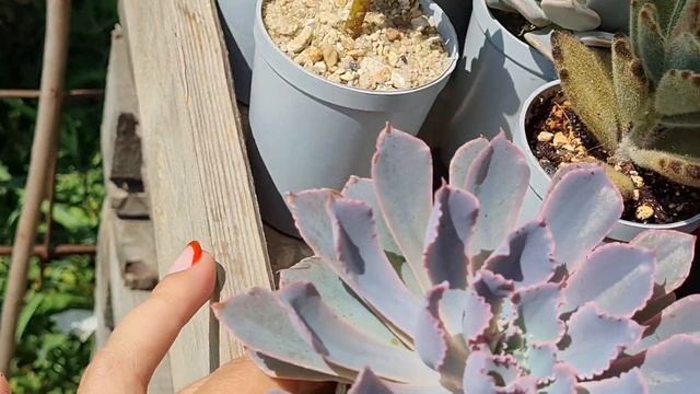 Коллекция суккулентов. Лето '23.  часть 1 #succulent