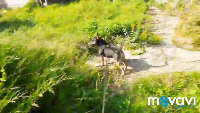 Заброшенная дача свекрови. Что будет, если всего год не приходить на участок. смотреть онлайн