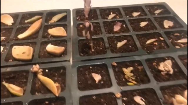 Cum se inmultesc plantele suculente Echeveria si alte cateva suculente смотреть онлайн