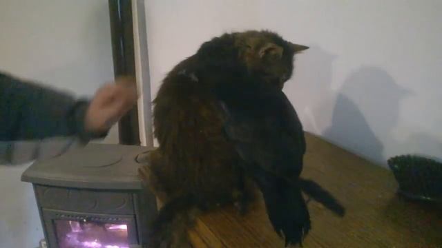 My pet rook trying to "protect" my cat смотреть онлайн
