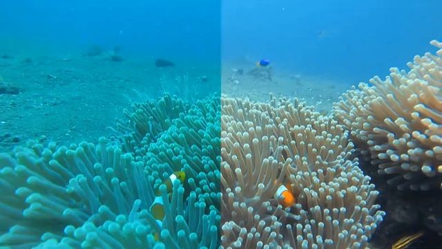 Dive footage color correction for free with Python смотреть онлайн