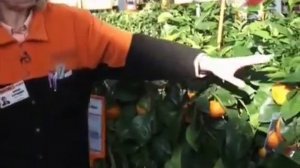 Мандариновое дерево: Как ухаживать в домашних условиях?