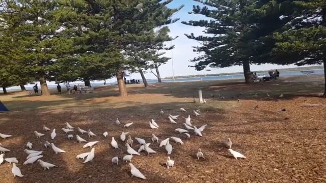 Где Зимуют Перелетные Птицы? Неужели в Австралии?! Попугаям Жарко... смотреть онлайн