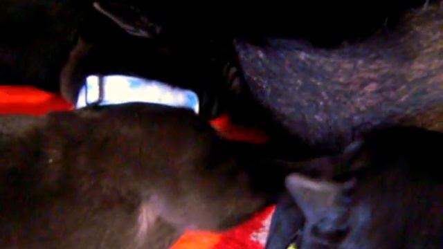LABRADOR PUPPIES out WOEFDRAM'S WELLINGTON (Holland) and BRIDGECORNER'S LUMINOUS LUMENS (Finland) смотреть онлайн