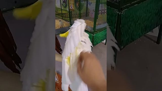 Какаду/Кирюша/ПОПУГАЙ ТАНЦУЕТ смотреть онлайн