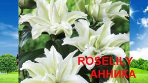 Лилии-розы RoseLily: советы по посадке и уходу в саду