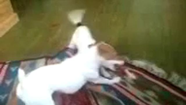 Парсон рассел терьеры играют. смотреть онлайн