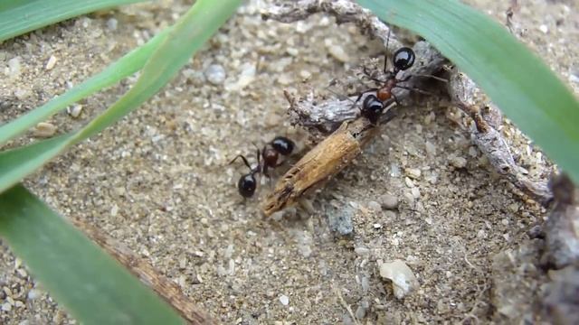 SONY Cybershot DSC-H20 Macro Video TEST In HD