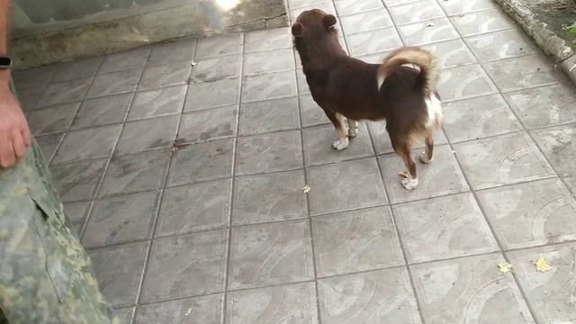 Как нас встречают домашние животные. смотреть онлайн