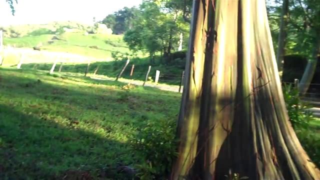 Rainbow Eucalyptus Trees, Maui смотреть онлайн