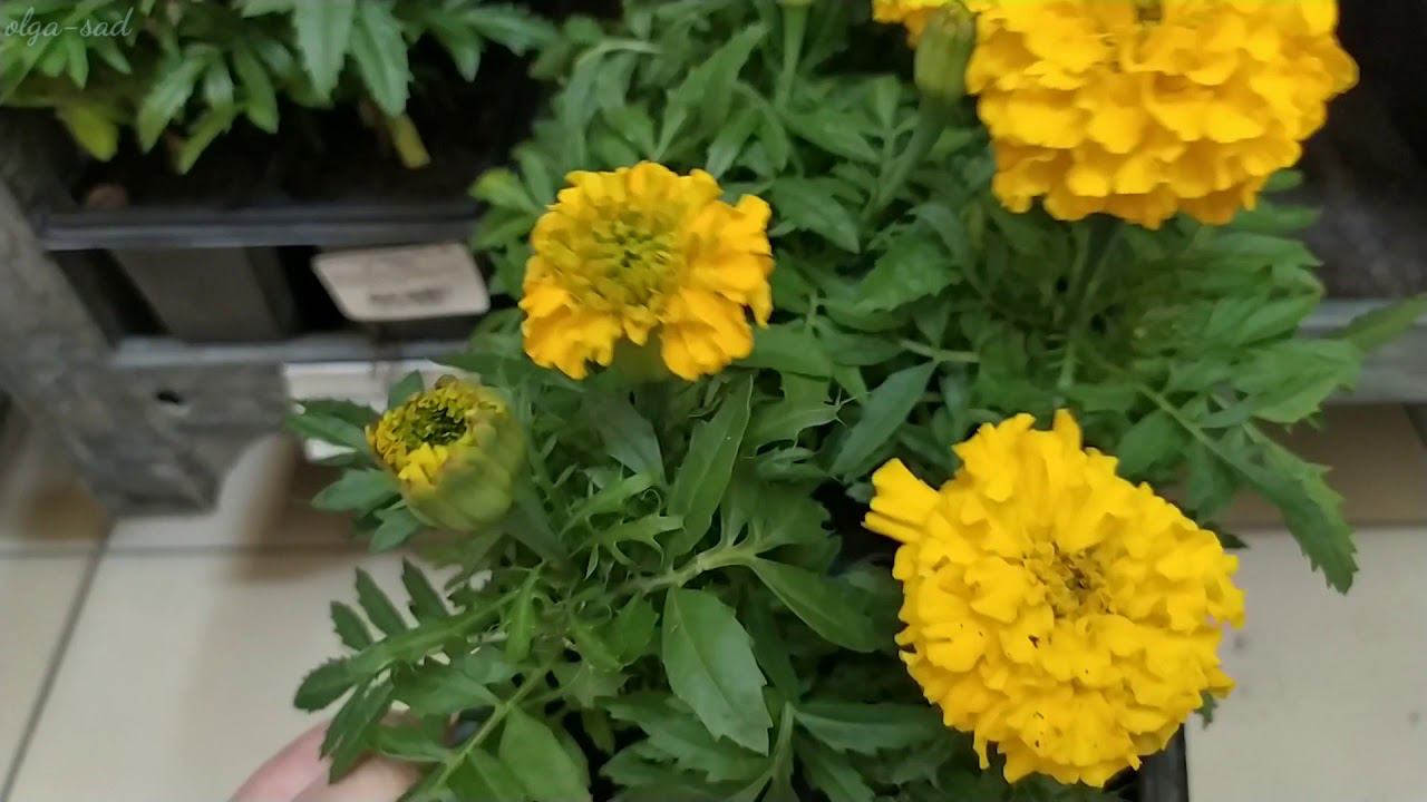 Ашан.Привезли рассаду. смотреть онлайн