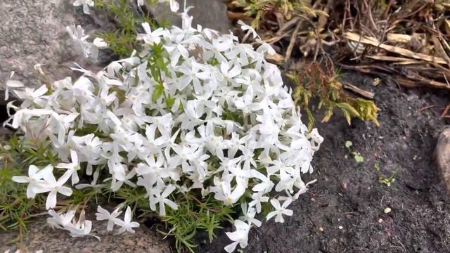 КАМЕНИСТЫЙ САДИК, ДОСАЖИВАЕМ ПОЧВОПОКРОВНЫЕ РАСТЕНИЯ.